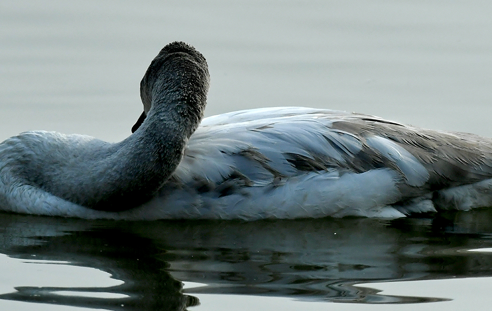DSC_1439.JPG