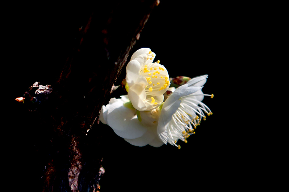 DSC_2150-1.jpg