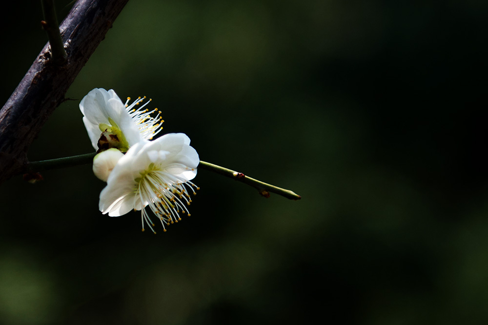 DSC_2153-1.jpg