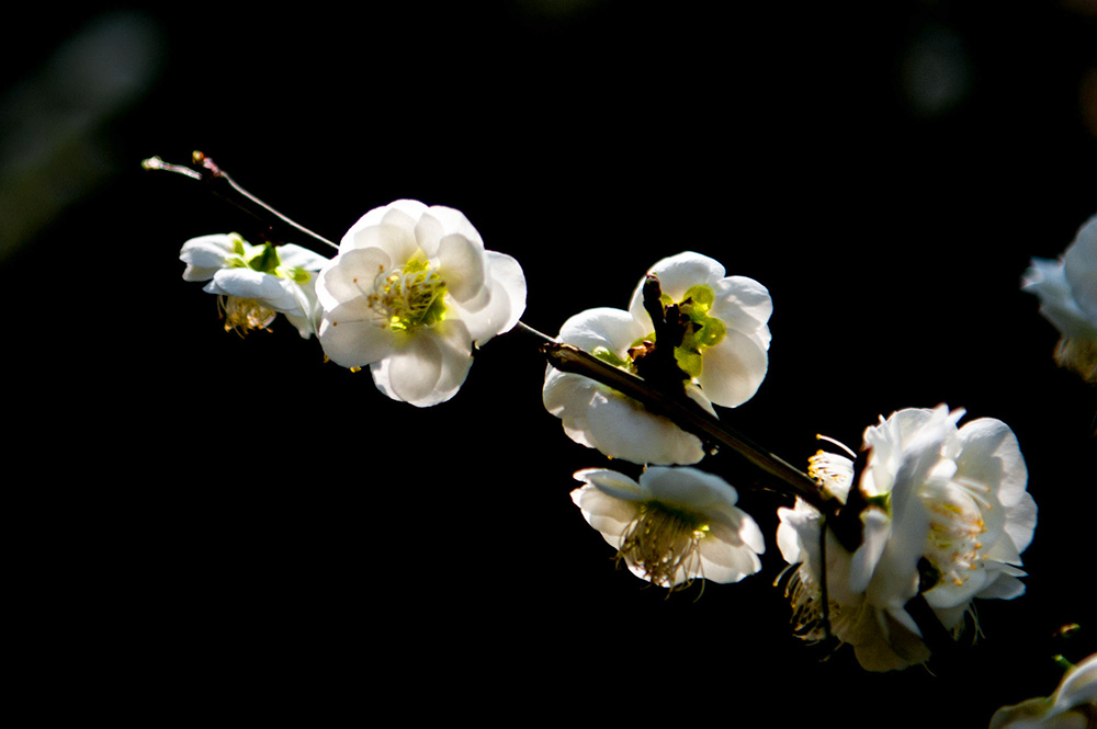 DSC_2158-1.jpg