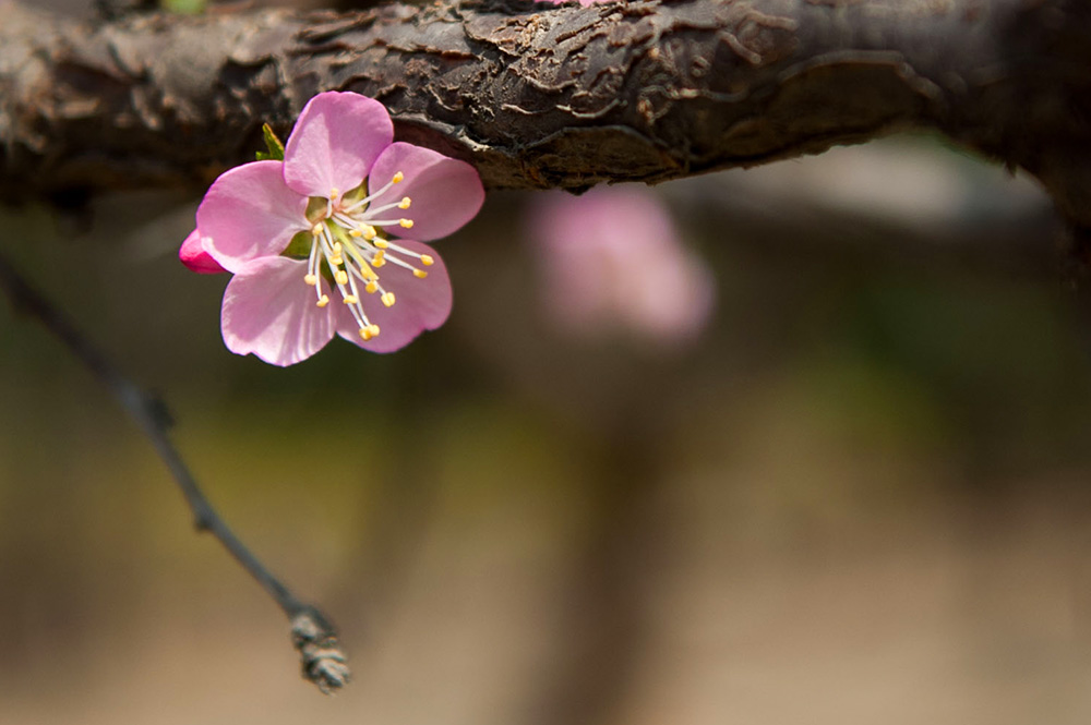 DSC_2174-1.jpg