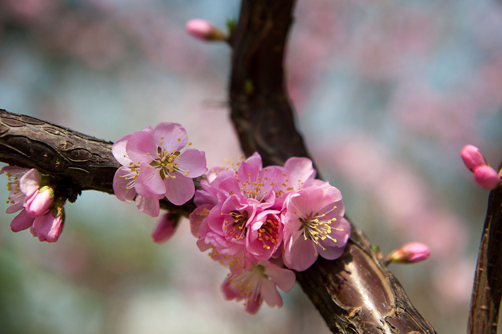 DSC_2171-1.jpg