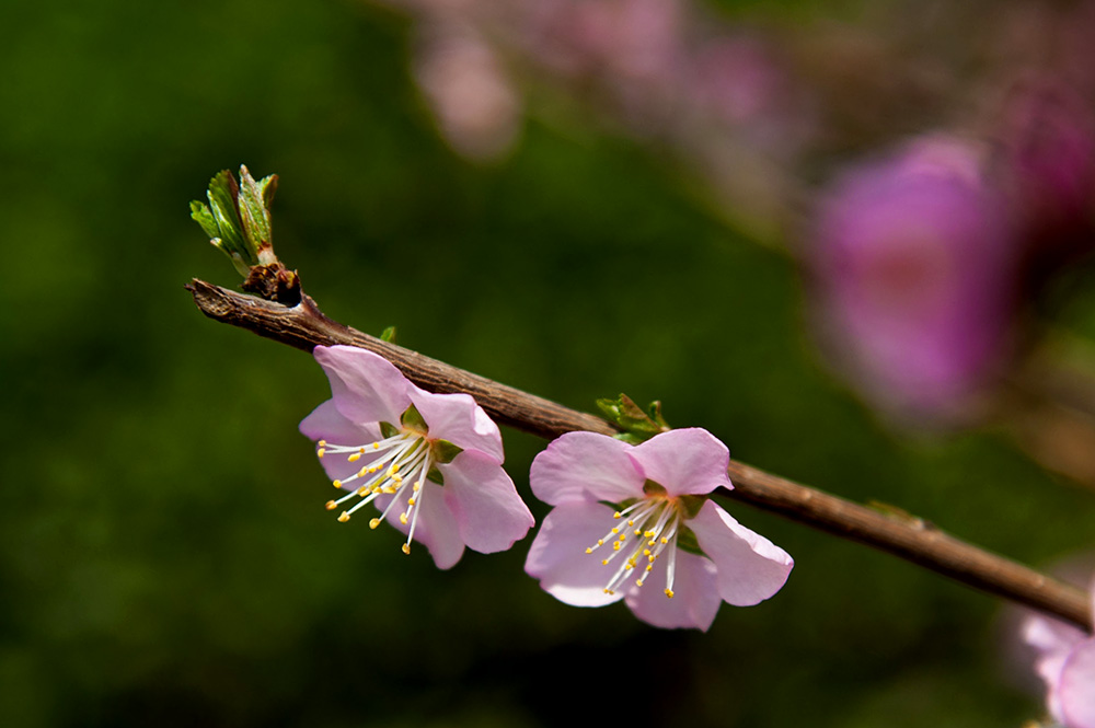 DSC_2175-1.jpg