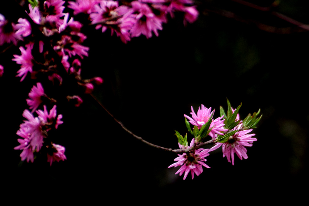 DSC_8106-1.jpg