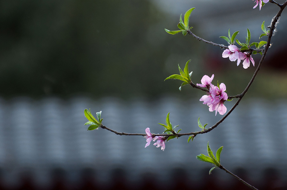 DSC_8147-1.jpg