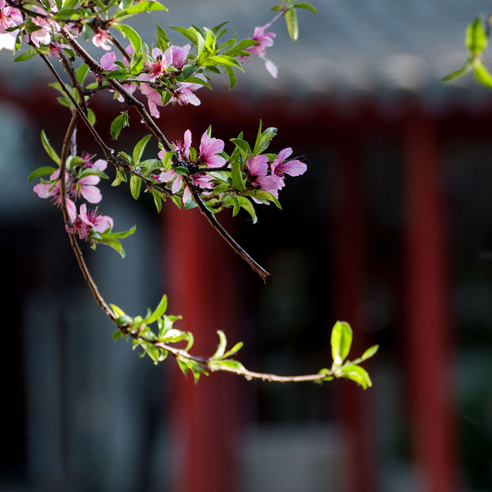 DSC_8192-1.jpg