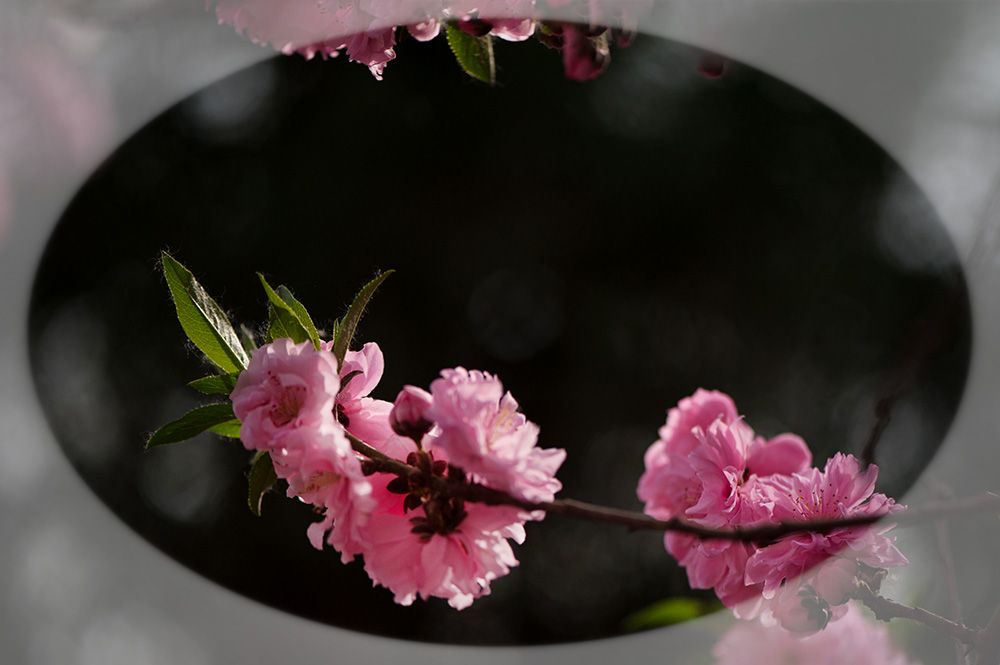 DSC_2632-1.jpg
