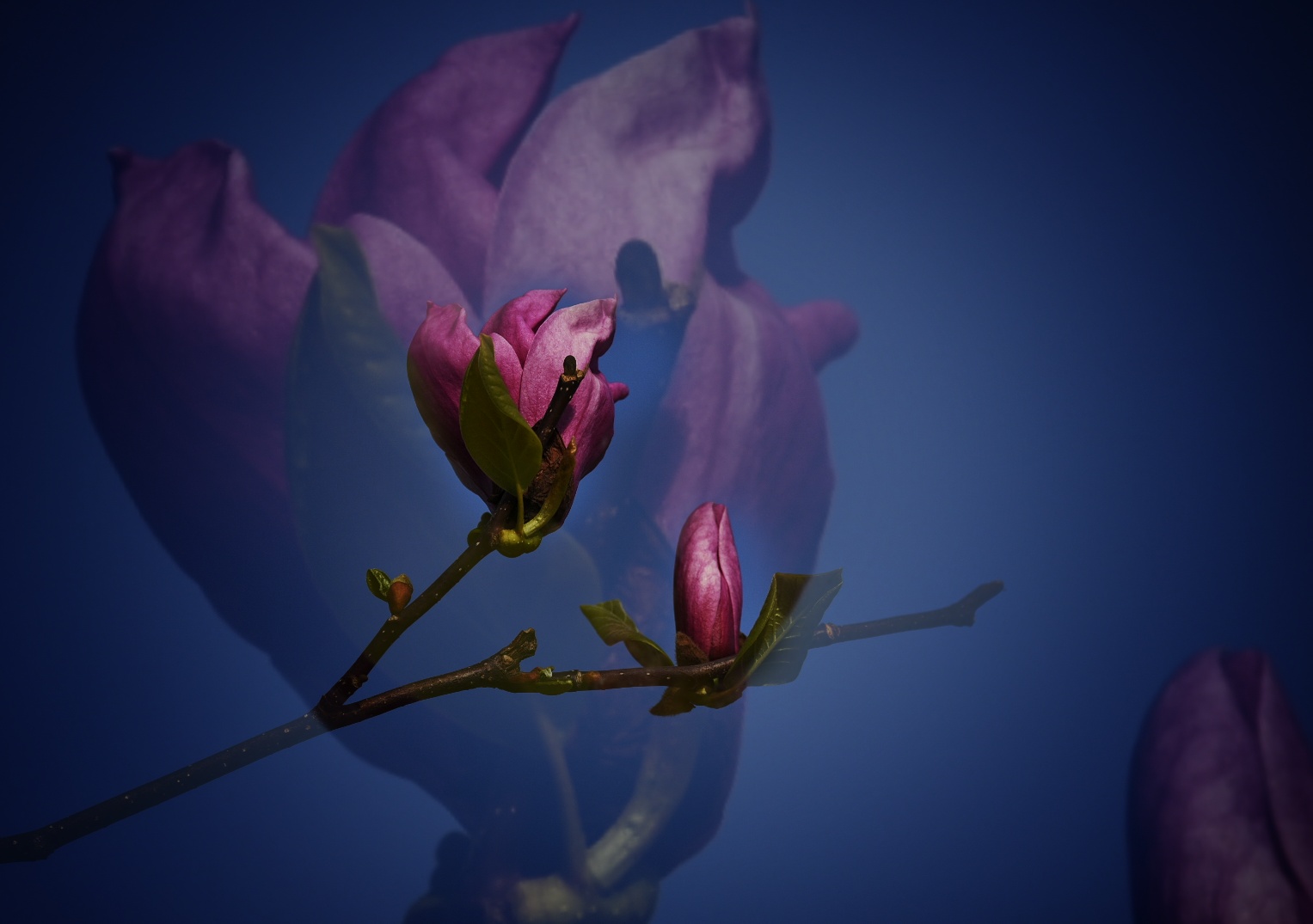 _DSC6533-01.jpeg