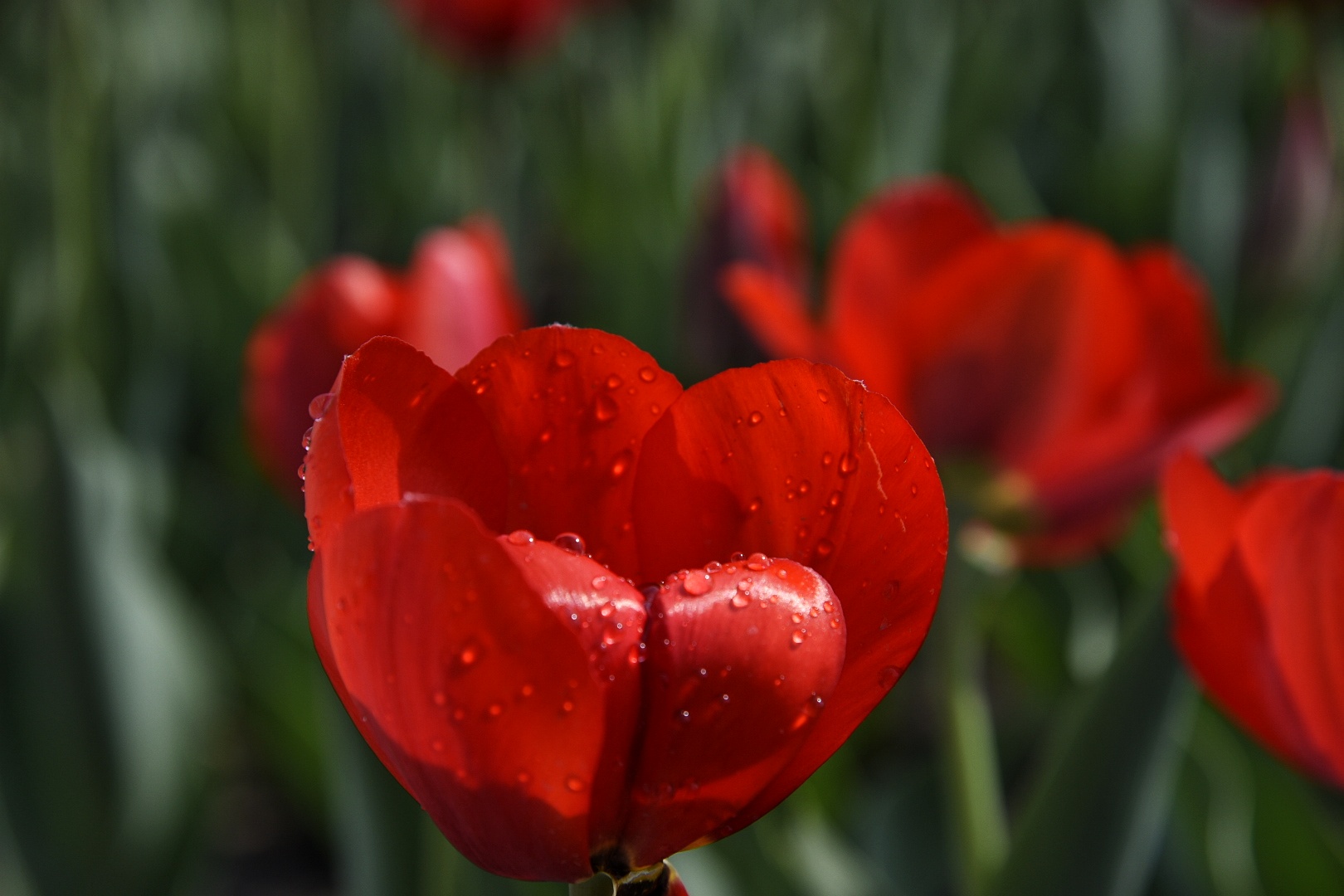 _DSC6483-01.jpeg