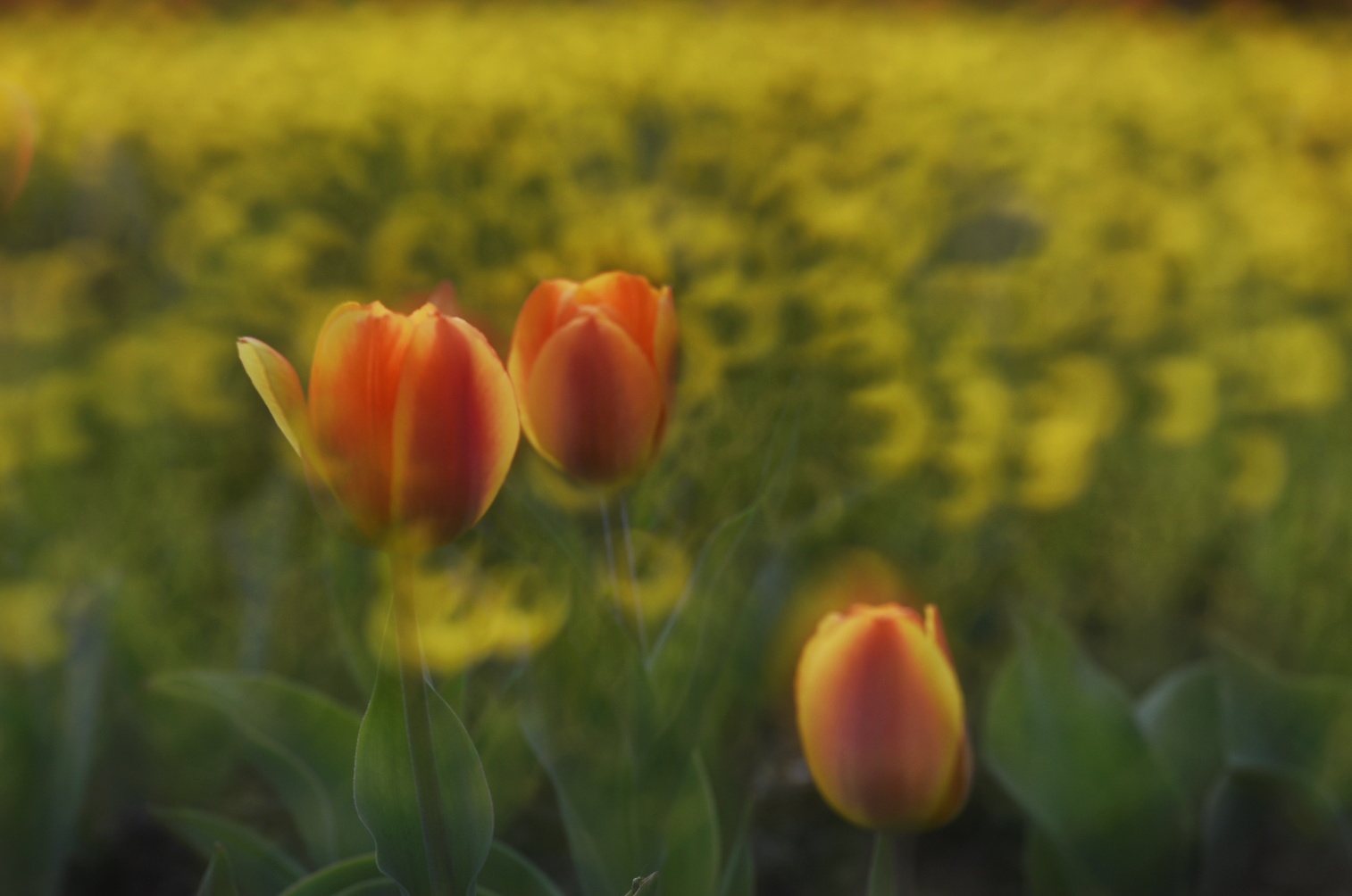 _DSC6528-01.jpeg