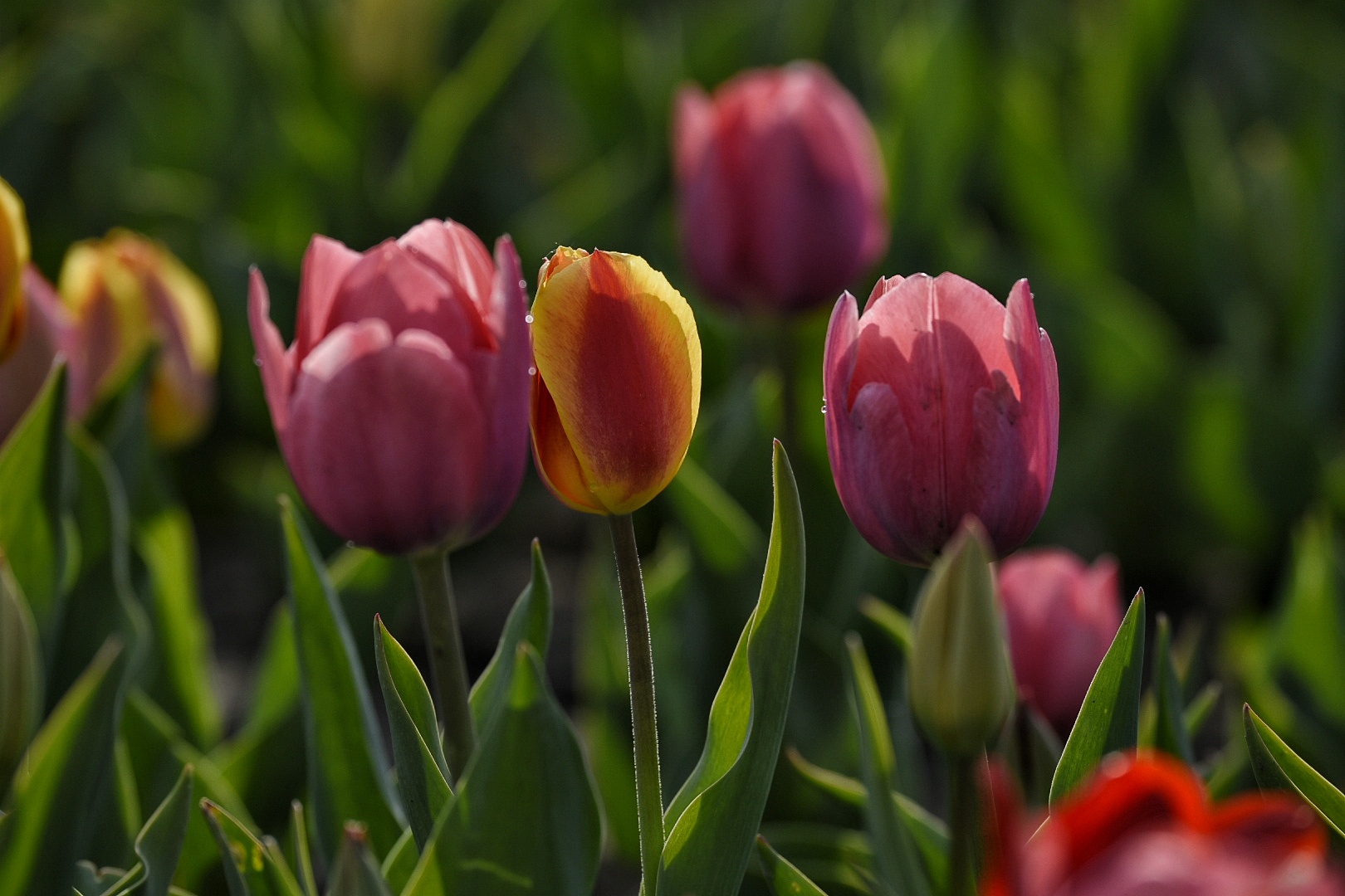 _DSC6544-01.jpeg
