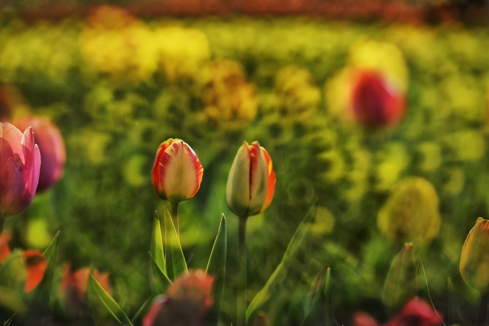 _DSC6539-01.jpeg