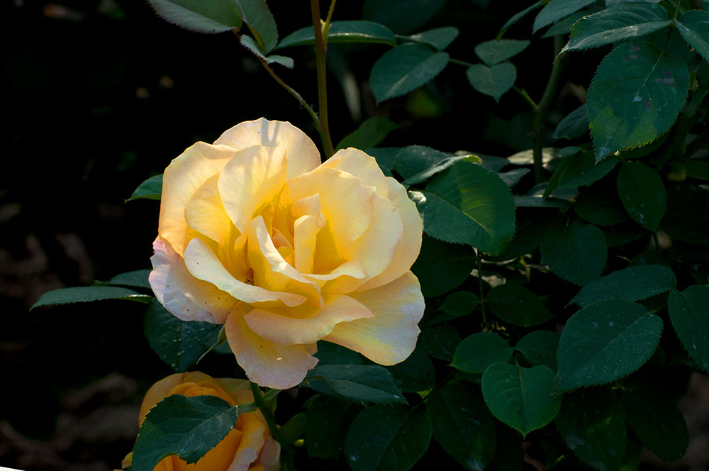 DSC_8536-1.jpg