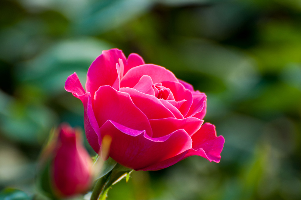 DSC_8532-1.jpg