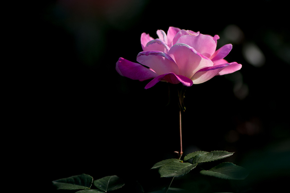 DSC_2685-1.jpg