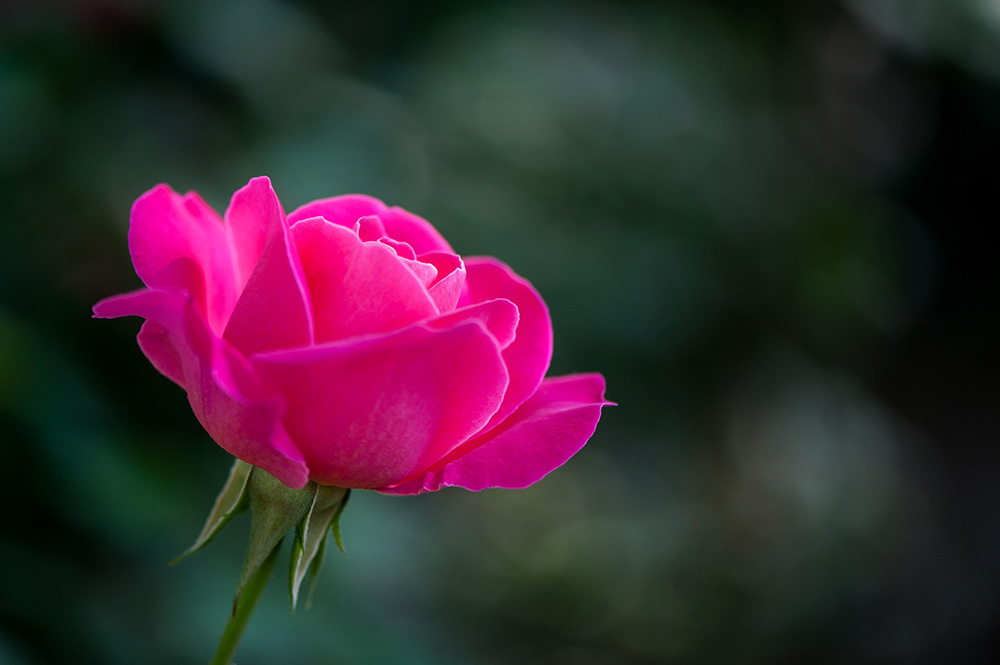 DSC_2701-1.jpg