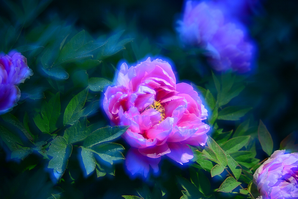 DSC_0382.jpg