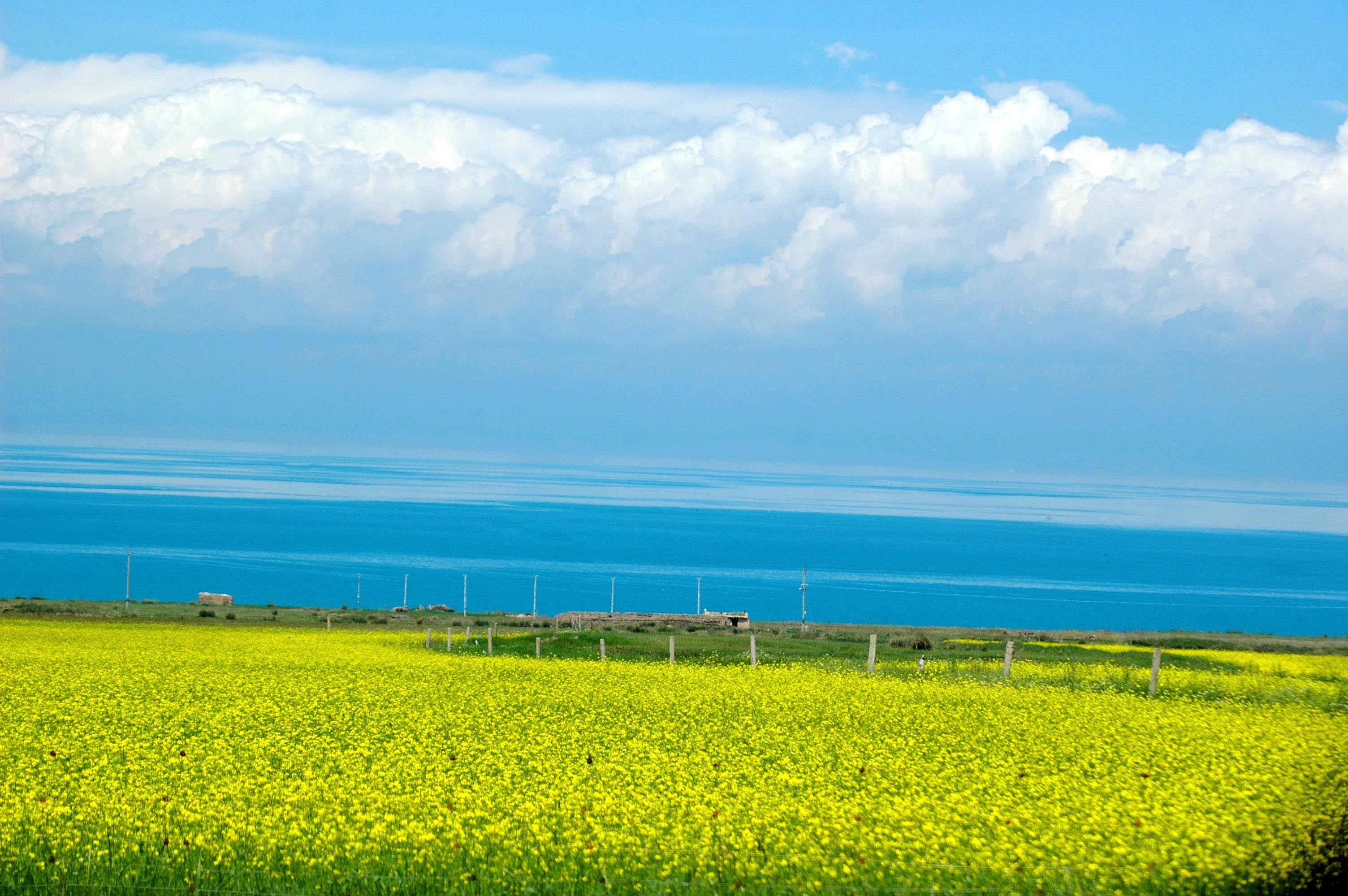 《青海湖边油菜香》.jpg