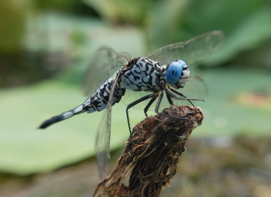 20180721_1024460.jpg