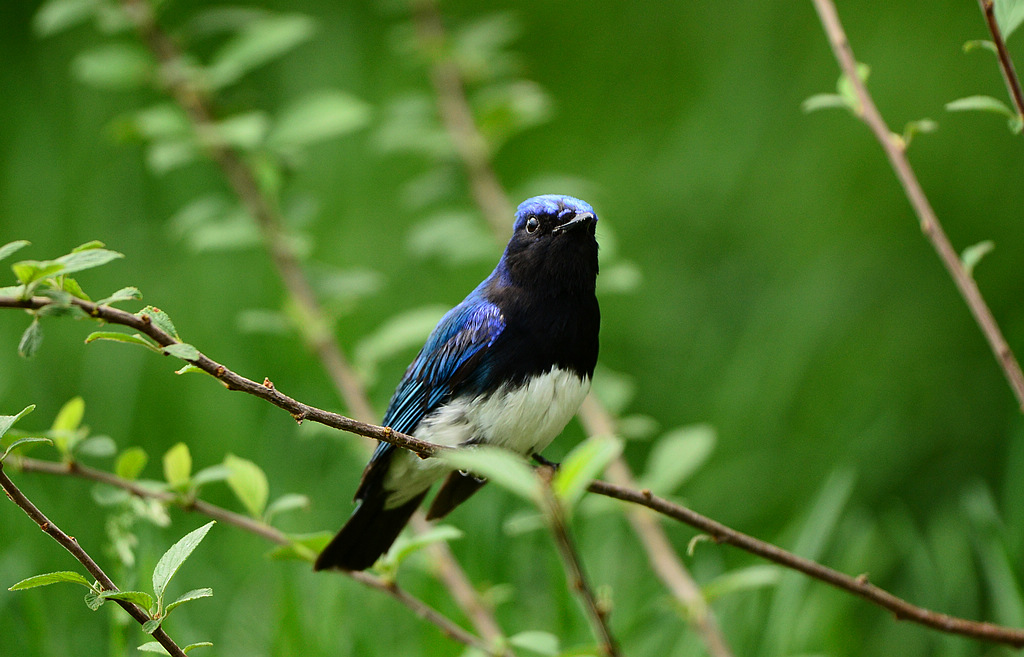 DSC_2625.jpg