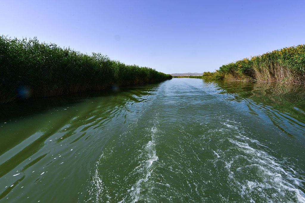 DSC_7807a.jpg