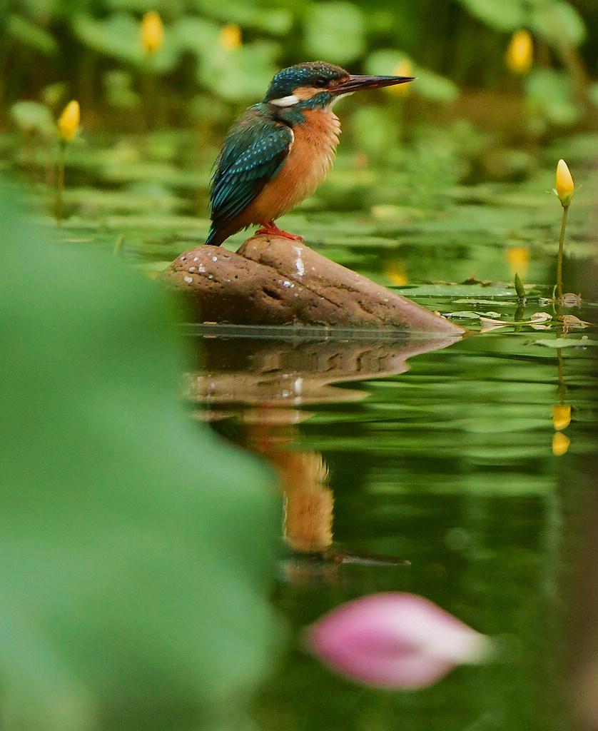 DSC_8867.jpg