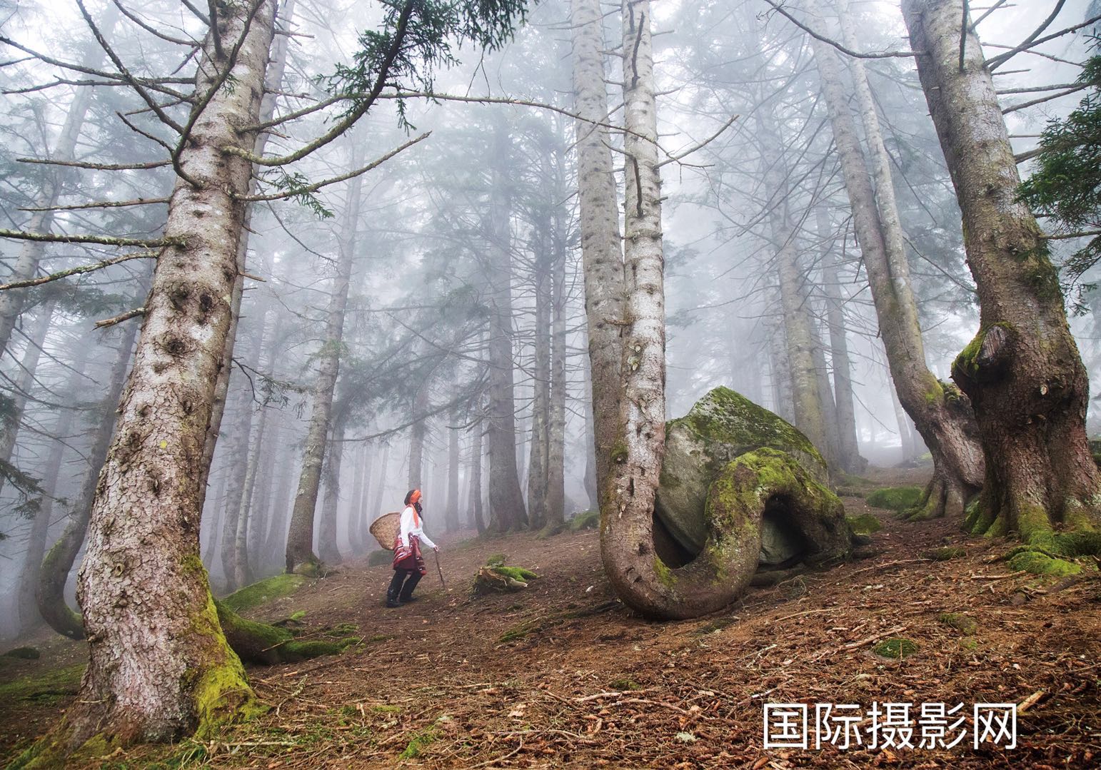 ƷTrees.ߣߣnese ArI,.jpeg