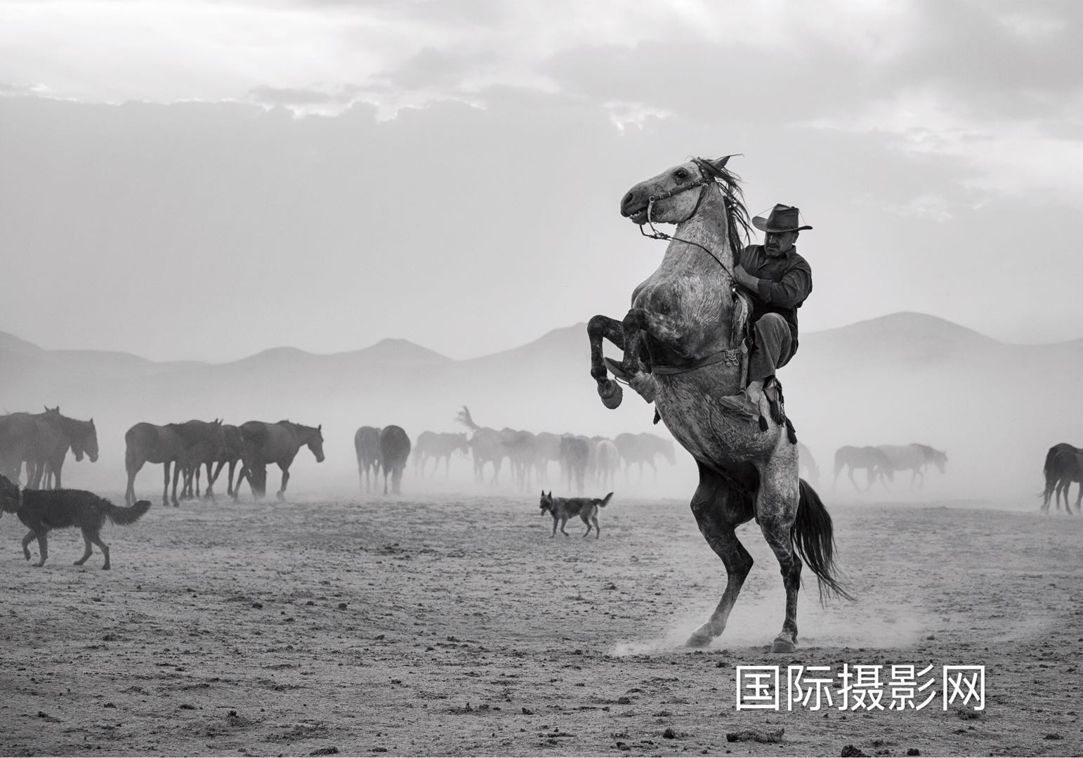 ߣnese ArI.       ƷWild horses..jpg