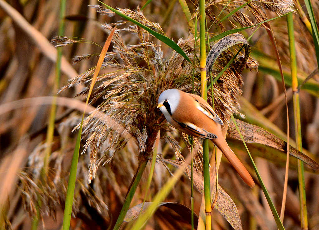 DSC_0517.jpg