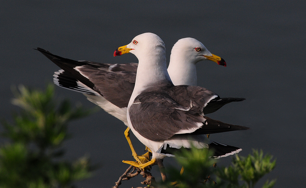 DSC_0431  1.jpg