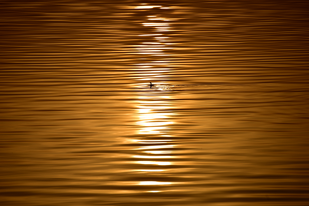 DSC_2433.jpg