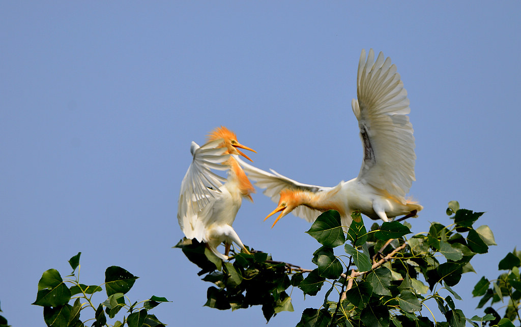 DSC_2039.jpg