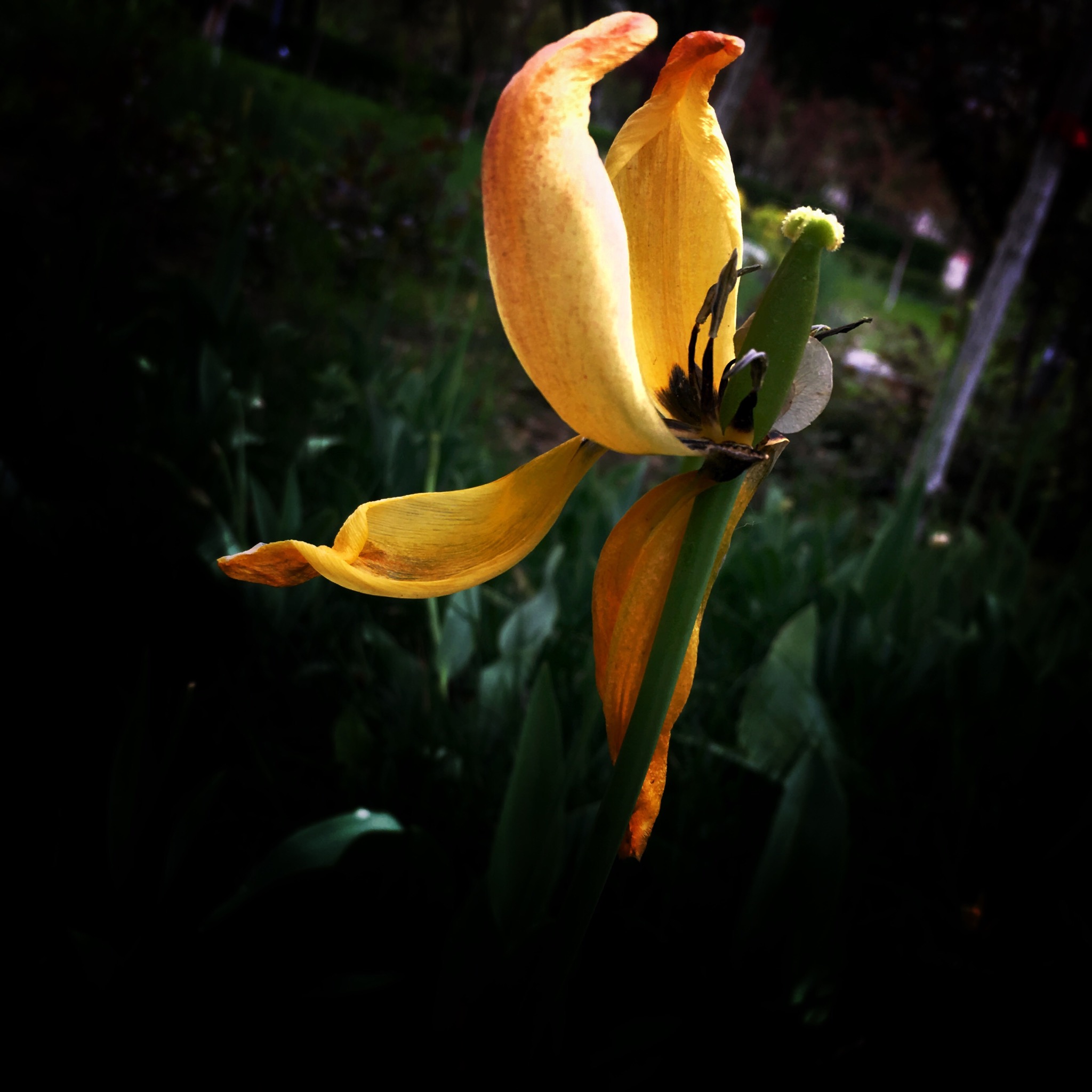 2B65DF8C-A7ED-4278-A969-4B2A06D57494.jpeg