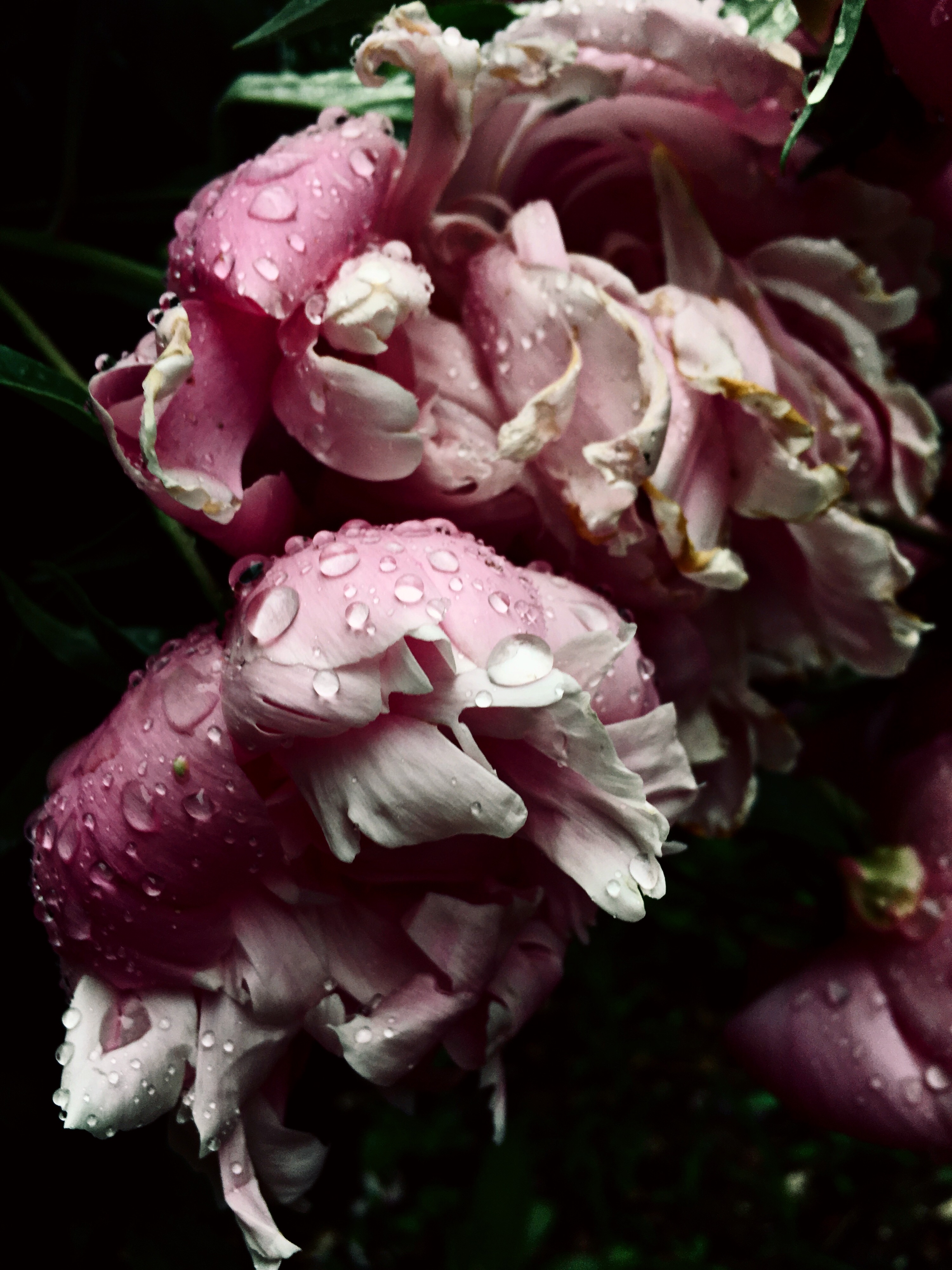 0BFC3B77-2758-42E5-809B-9E378C3B9386.jpeg