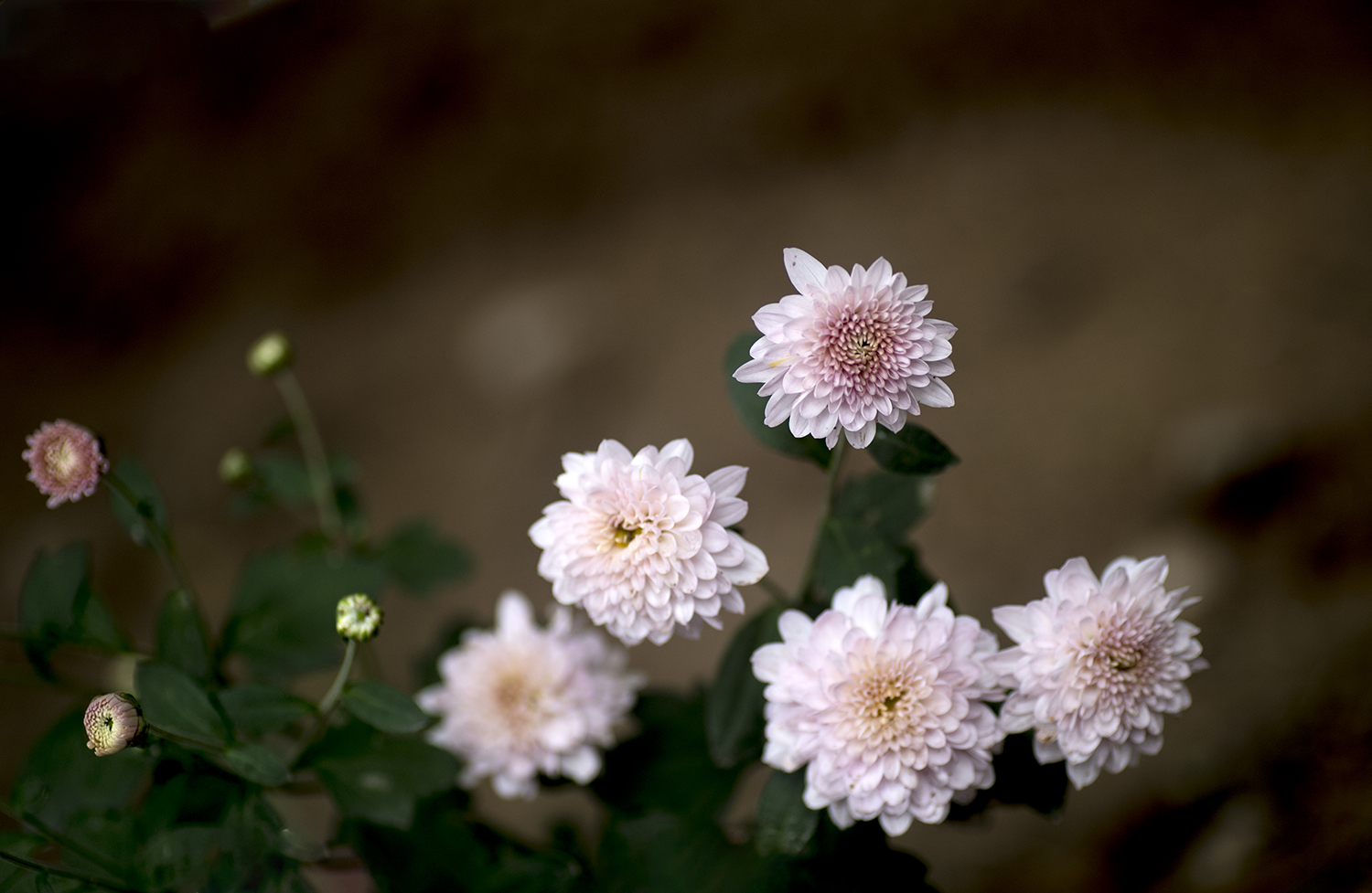 DSC_1582.jpg