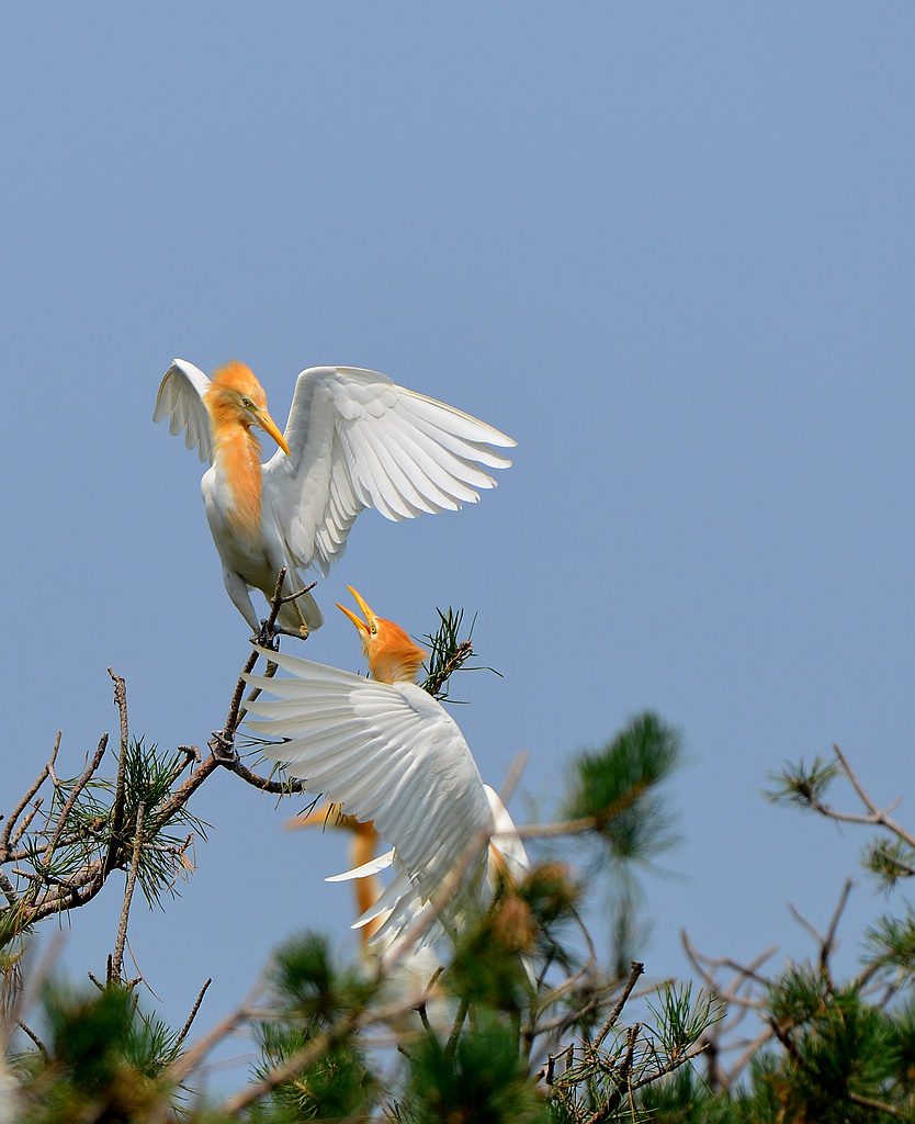 DSC_2214.jpg