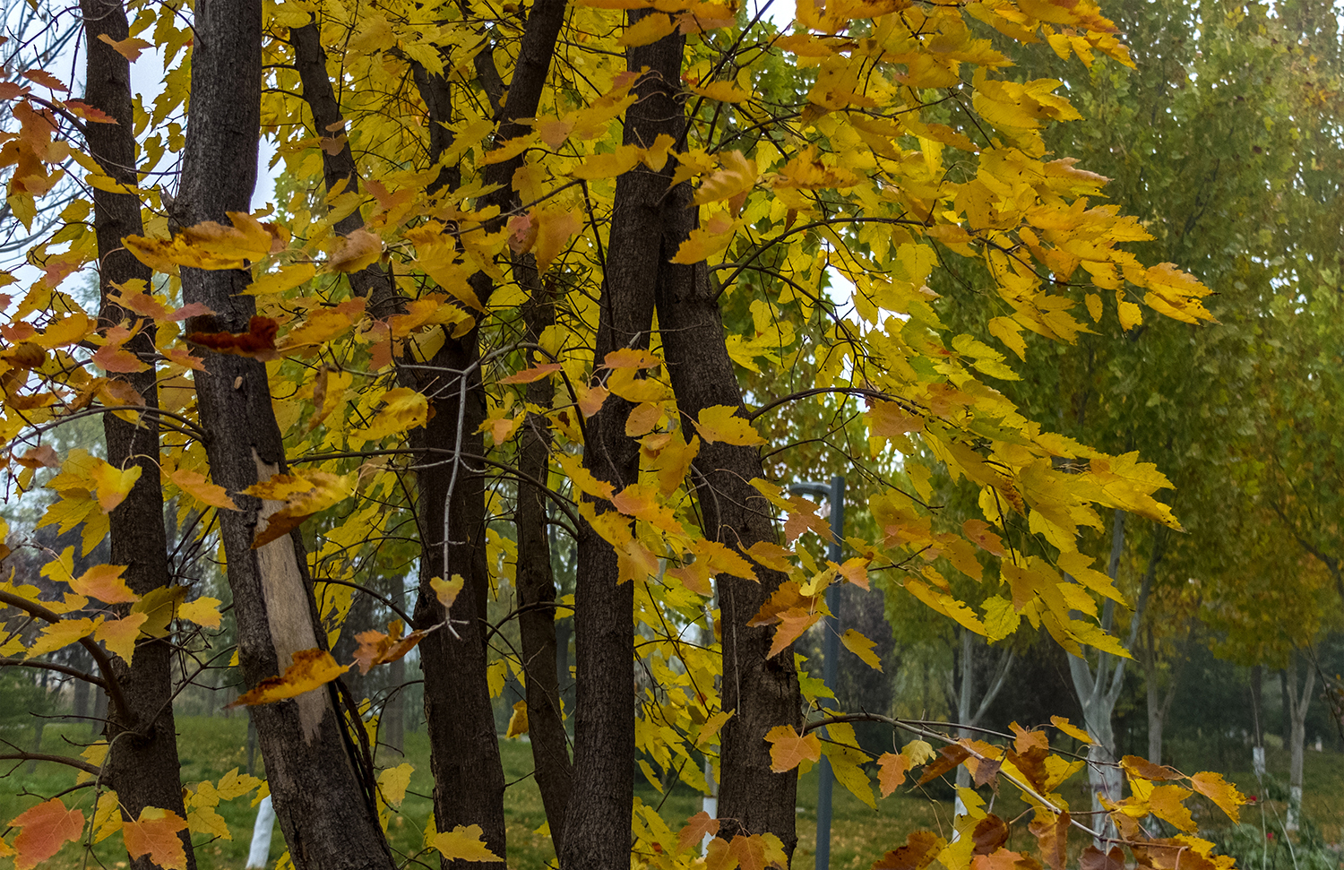 DSCF9945.jpg
