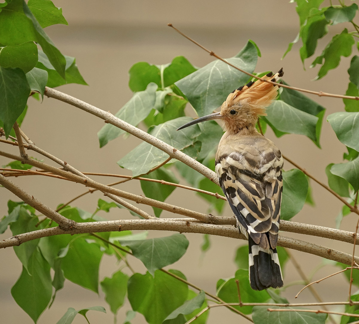 DSC09834  G副本.jpg