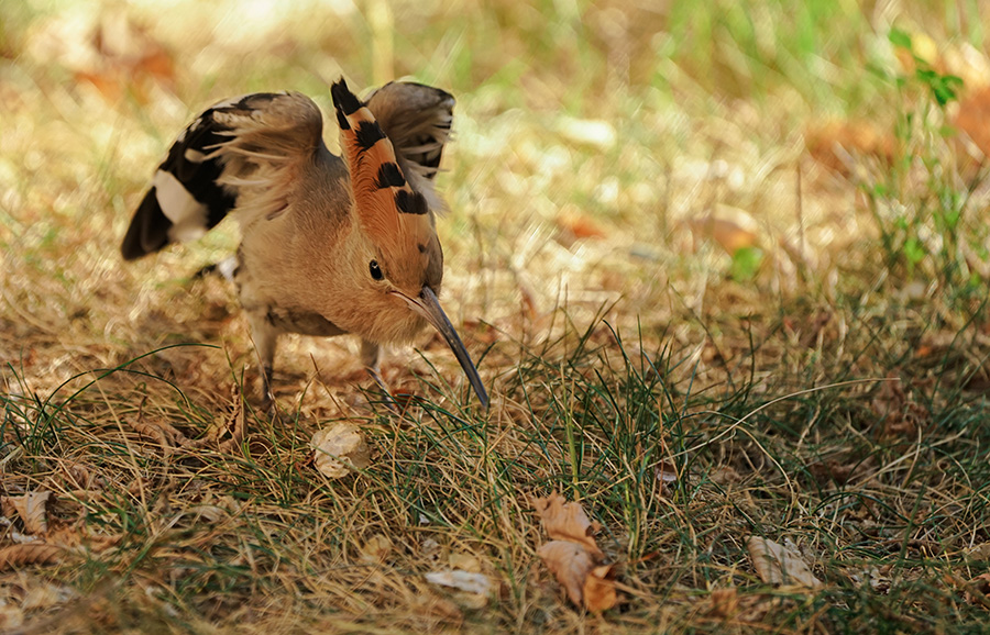 DSC09906副本副本.jpg