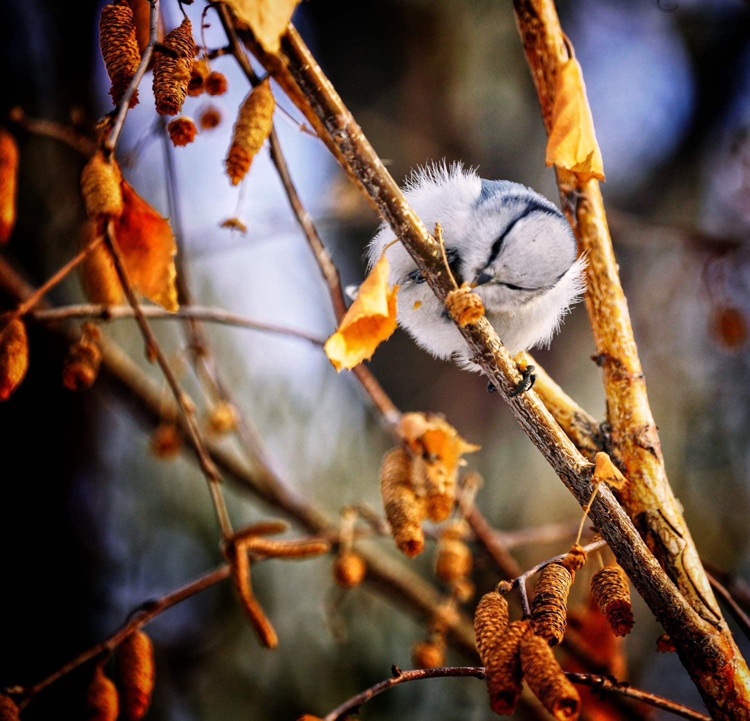 PicsArt_12-15-02.49.53.jpg
