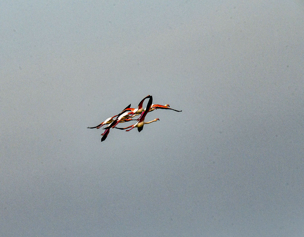 DSC_2486.jpg
