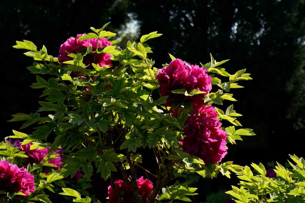 DSC01465_.jpg