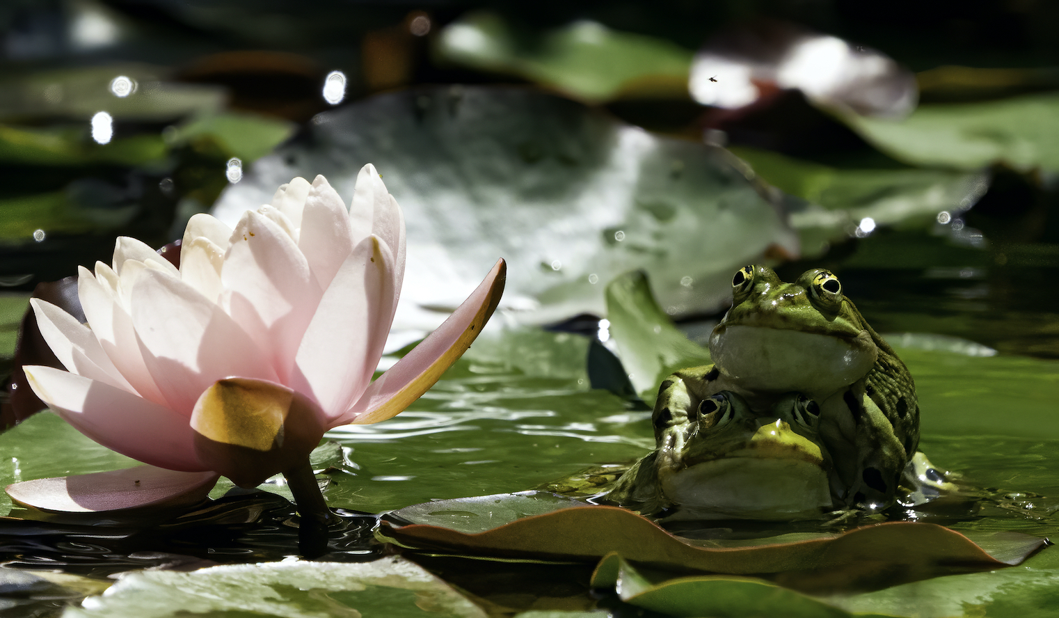 Frogsĸ.jpg