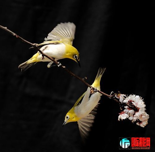 20090401_67f835cabad4f53fd598aHQF49fTBbkA.jpg
