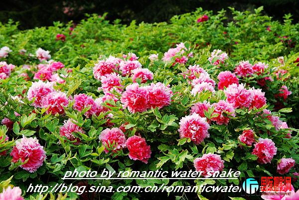 200941120555557916.jpg