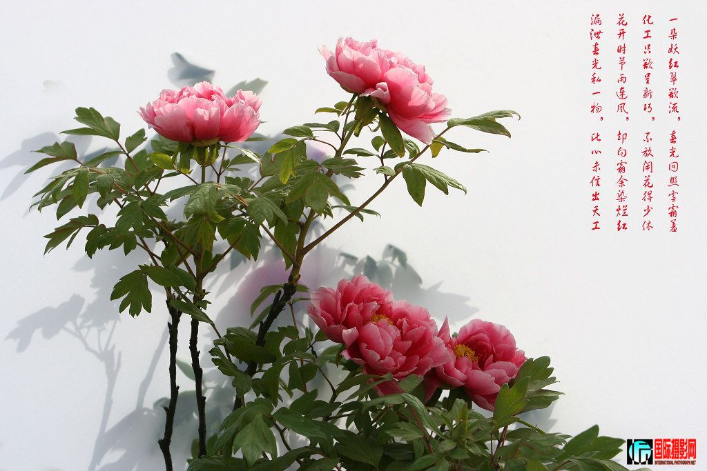 20090430_6c46289c5d450e6257f0YyqsYxHntjuM.jpg