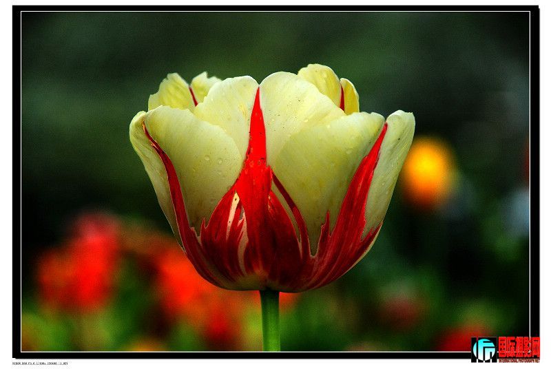 20090509_8584492e68cdcb16f237v8i8gzYCwrnV.jpg