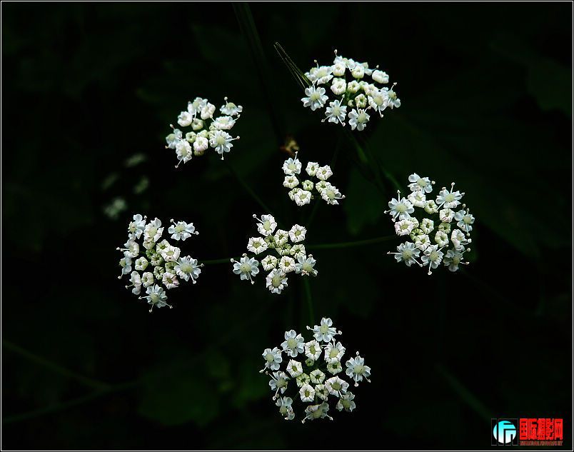 20090525_396b19f4b020cefb2c4el2WEkiBQWMBz.jpg