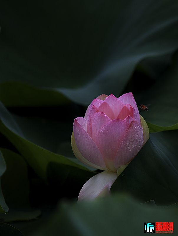 20090626_318f7a339a093dffdbd7lmpkUp0bswTt.jpg
