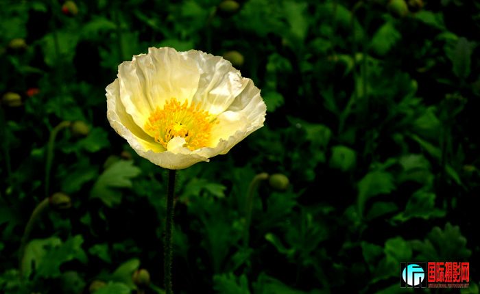 P1000915'..jpg